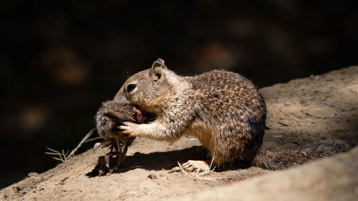 Cute carnivores: Bloodthirsty California squirrels go nuts for vole meat