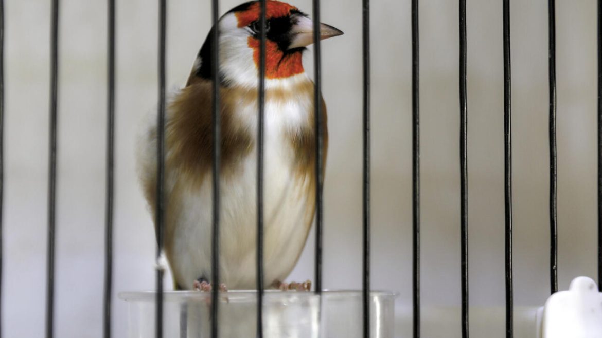 Algerians campaign to save treasured songbird from hunters