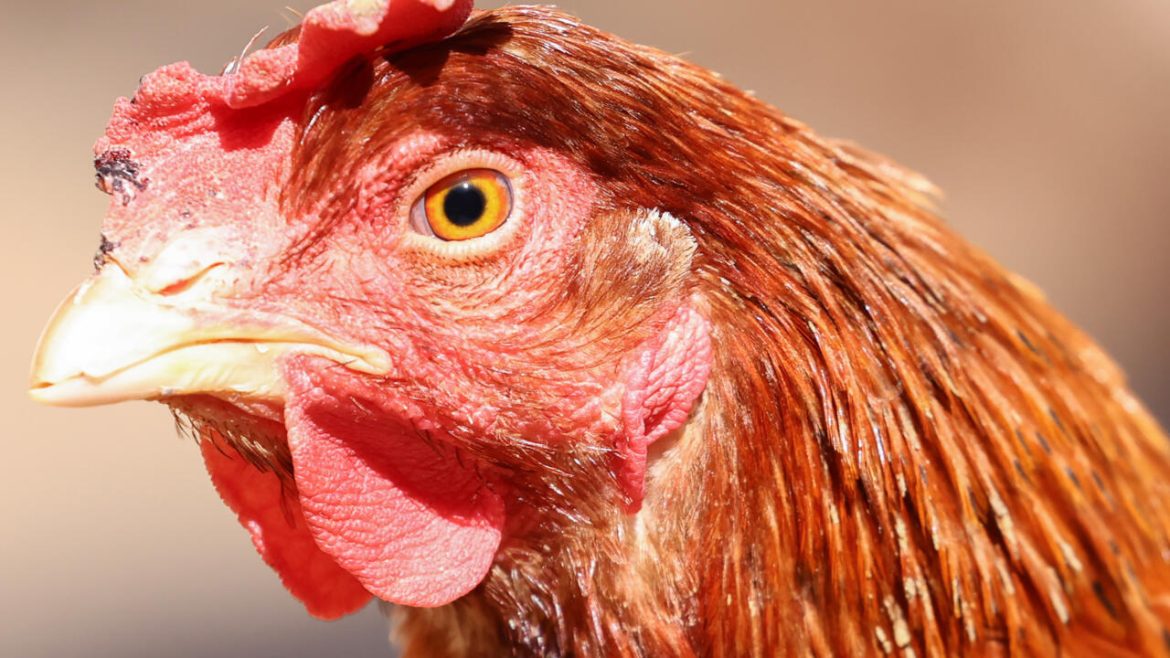 US urged to do more to fight bird flu after first death