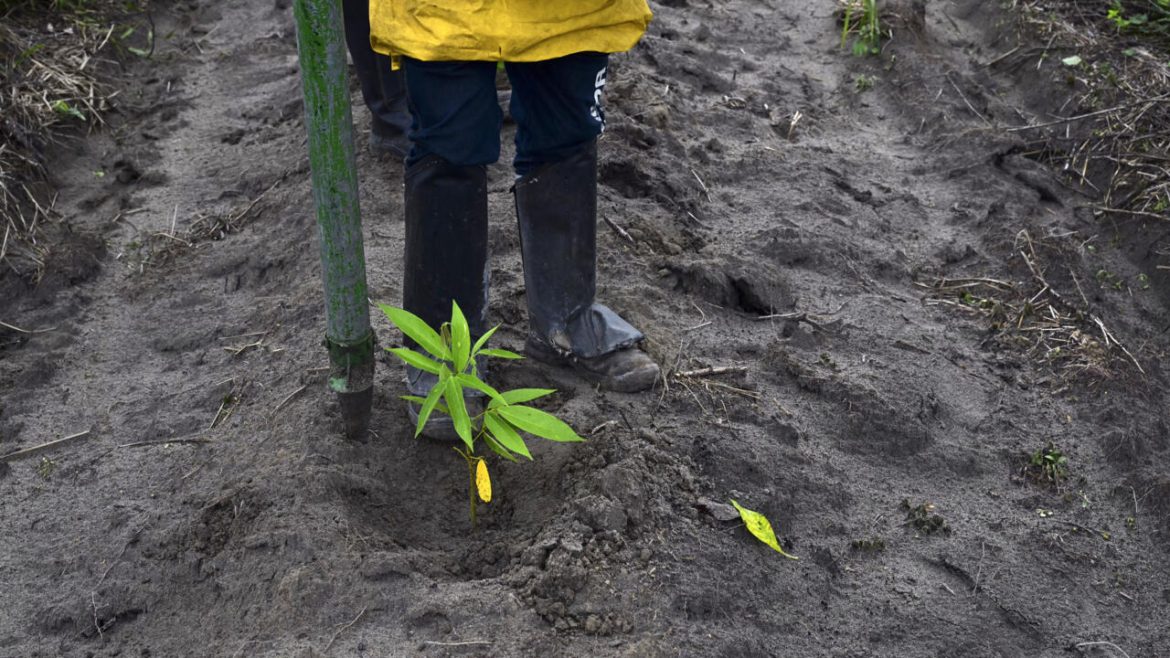 In Brazil, an Amazon reforestation project seeks to redeem carbon markets