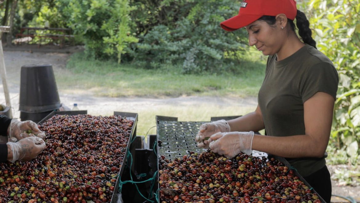 The global forces sending coffee prices skyward