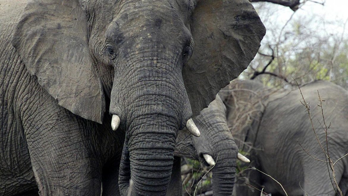 Elephants are not people, US judges say